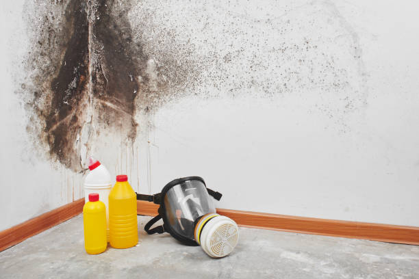 Best Basement Mold Remediation in Reliez Valley, CA