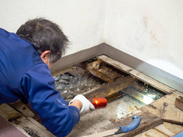 Reliez Valley, CA Mold Remediation Company