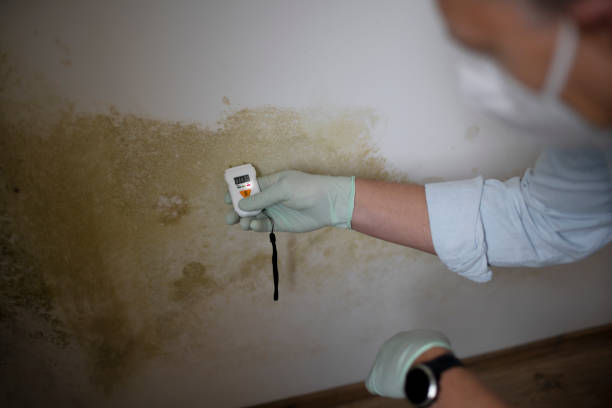 Best Post-Flood Mold Remediation in Reliez Valley, CA