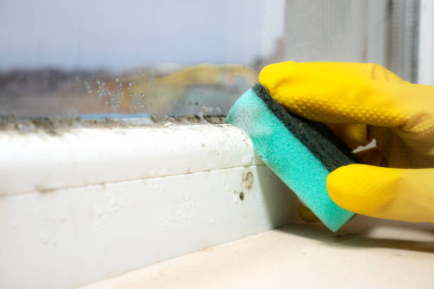 Best Insurance-Related Mold Remediation in Reliez Valley, CA